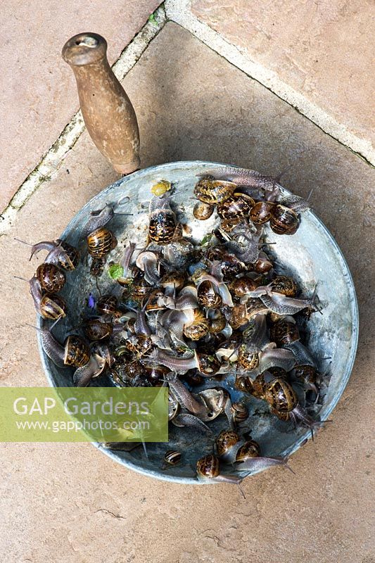 Removing garden snails in a metal pan