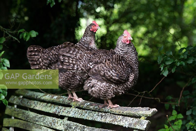 Gallus gallus domestics - Plymouth Rock chickens on an old garden seat