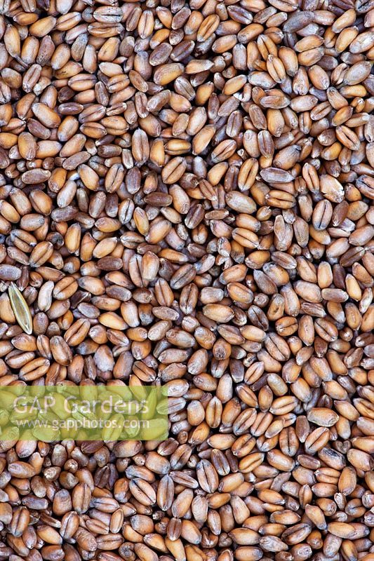 Triticum aestivum - Organic wheat grain used for growing Wheatgrass