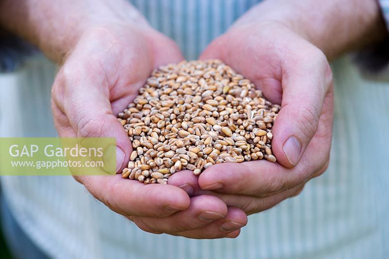 Triticum aestivum - Hands holding Organic wheat grain used for growing Wheatgrass