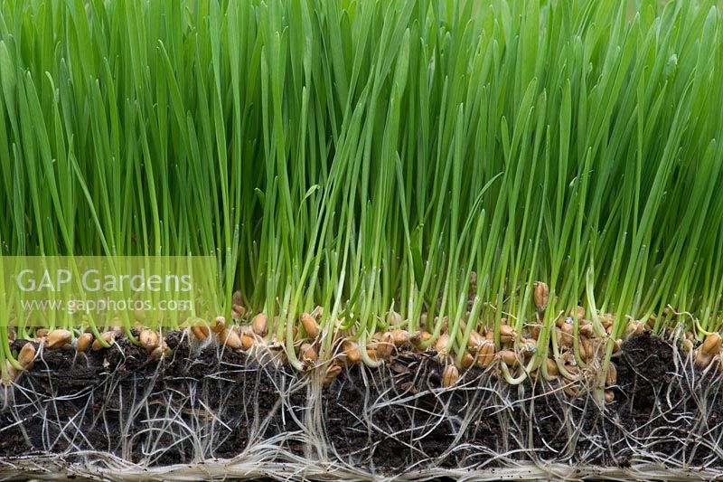 Triticum aestivum - Sprouting Wheatgrass