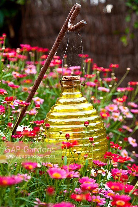 Glass lantern amongst pink daisies