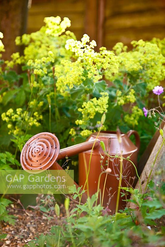 Old watering can in border 