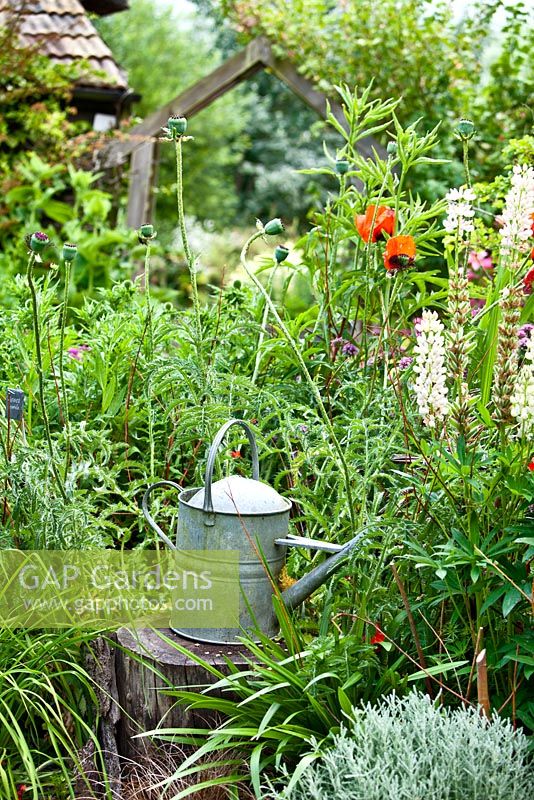 Galvanised metal watering can in country garden 