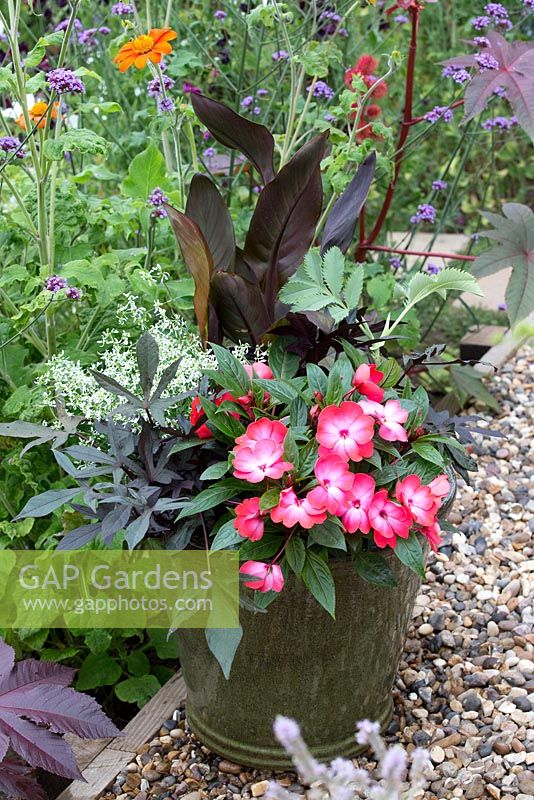 Step by step for planting exotic container including Impatiens, Ipomoea, Melianthus and Cannas