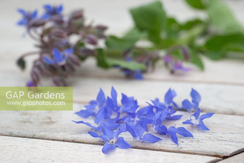 Step by step - Making decorative ice cubes with borage officinalis