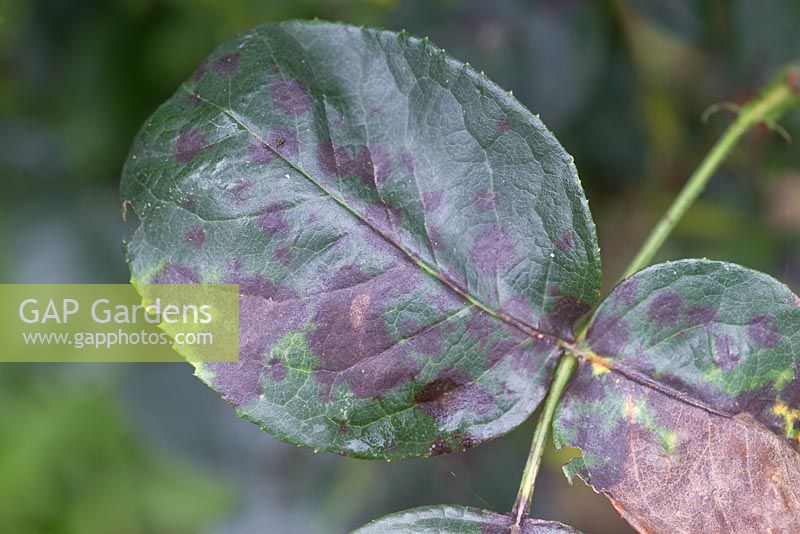 Step by step - removing stems with diseased leaves from rose plant - black spot