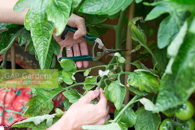 Step by step for growing tomatoes in grow-bags - cutting back 