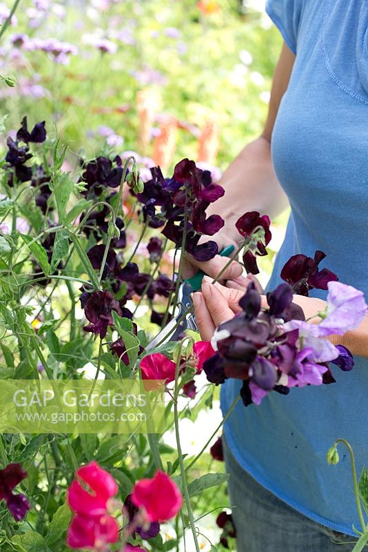 Lathyrus 'Royal Mixed' in a raised vegetable bed with wigwam support - cutting flowers