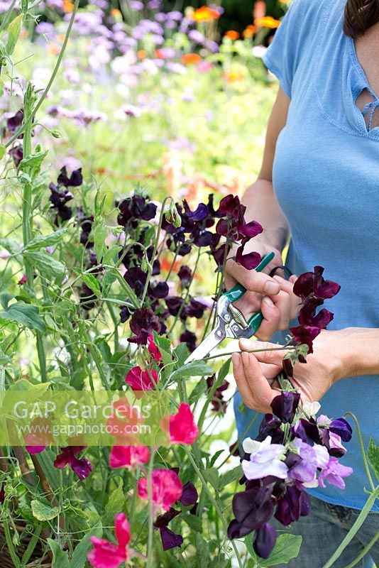Lathyrus 'Royal Mixed' in a raised vegetable bed with wigwam support - cutting flowers
