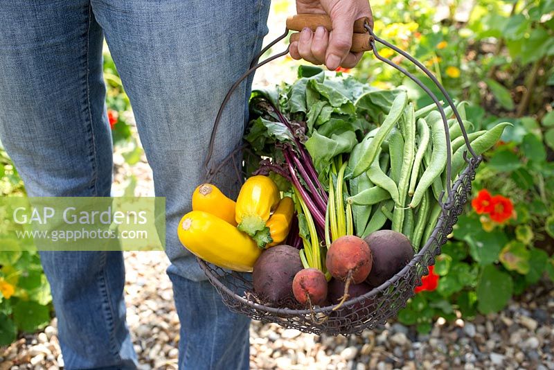 Woman holding basket of freshly harvested vegetables