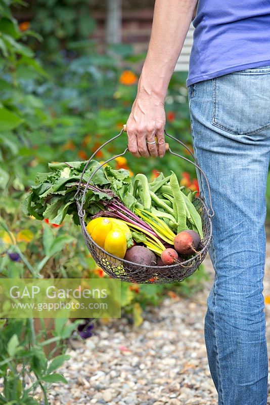 Woman holding basket of freshly harvested vegetables

