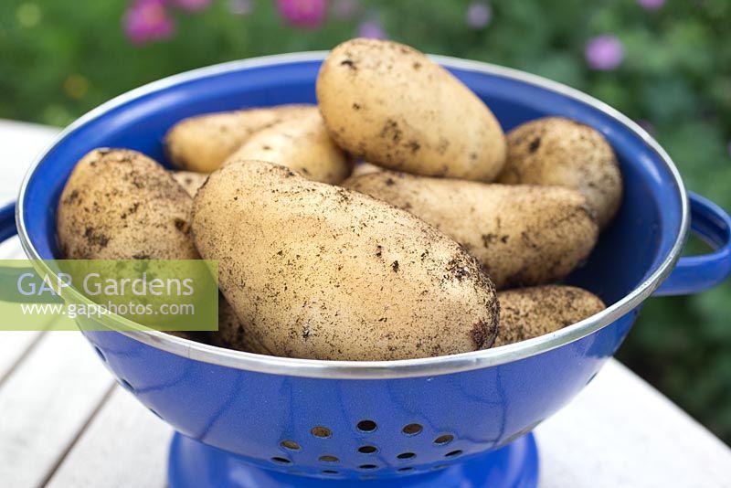 Step by step for growing potato 'Charlotte'
