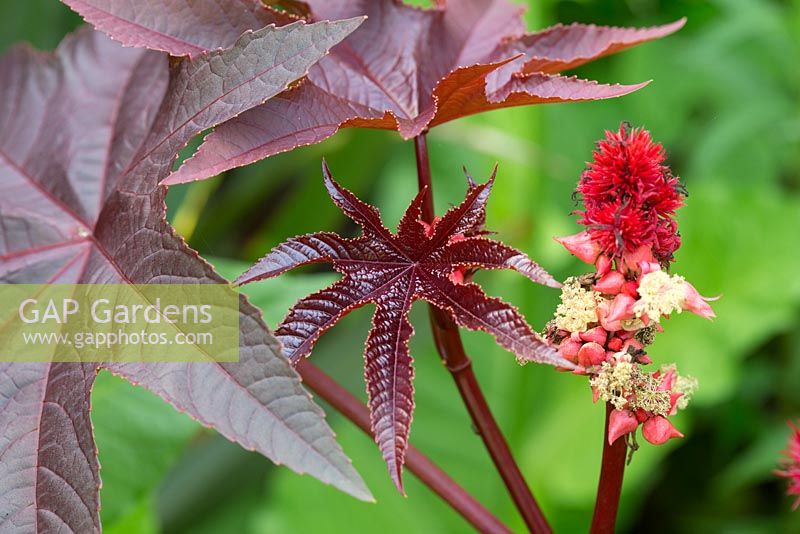 Ricinus communis 'Carmencita' step by step for growing Caster oil plant in garden border