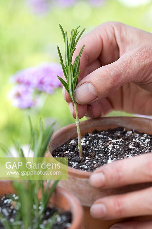 Step by step for propogating Rosemary plants and repotting 