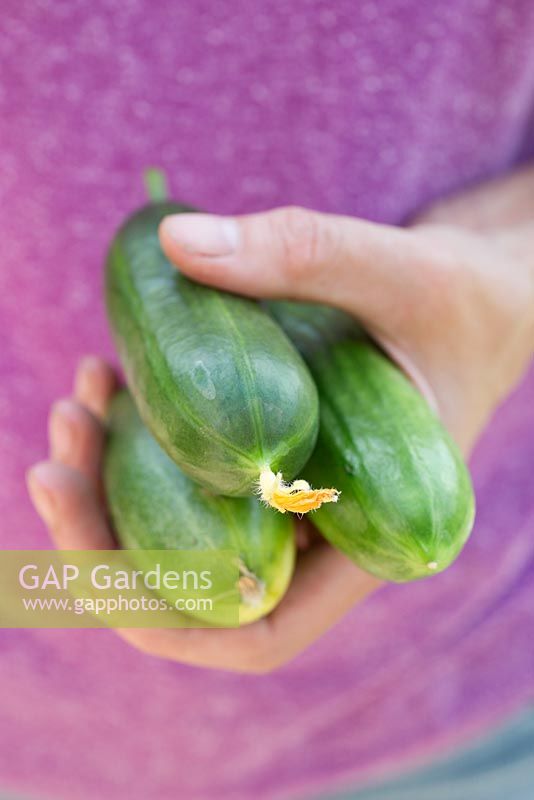 Step by step for growing courgettes in containers