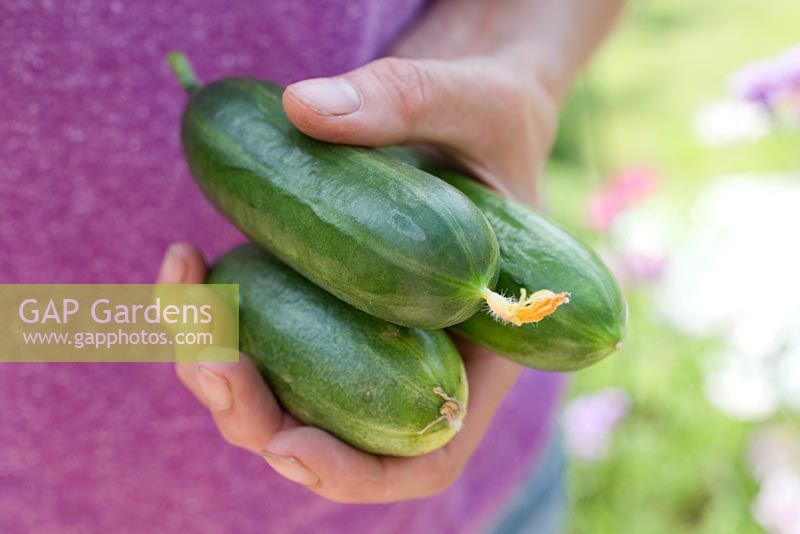 Step by step for growing courgettes in containers