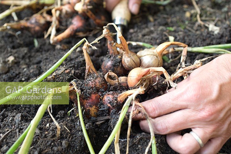Step by step for growing shallots in raised vegetable bed - harvesting 