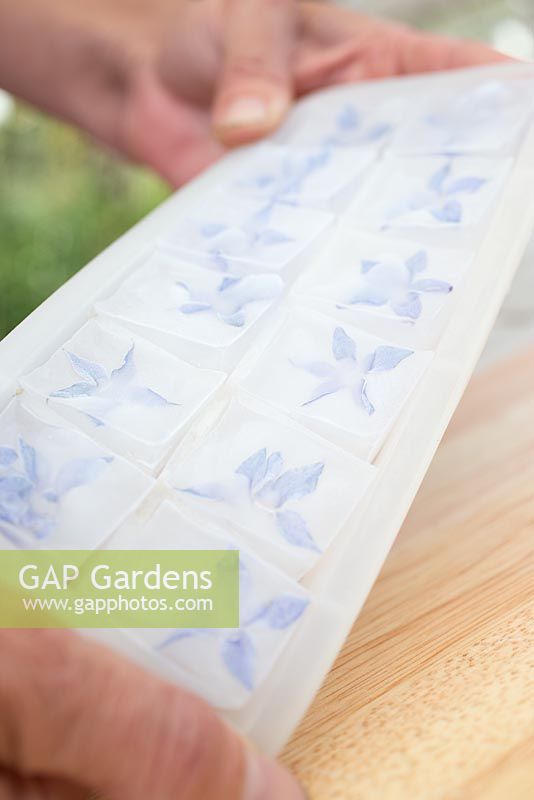 Step by step for creating decorative ice cubes using borage flowers 