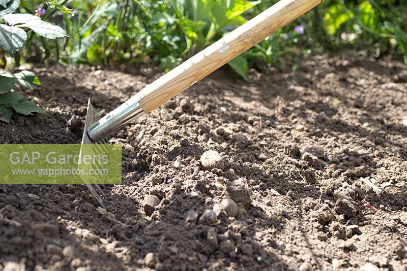 Step by step for planting wildflower Cornflowers and Eschscholzia 'orange king' in border - preparing soil with rake 