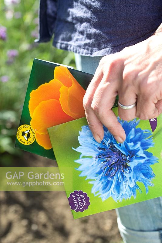 Step by step for planting wildflower Cornflowers and Eschscholzia 'orange king' in border - woman holding seed packets 