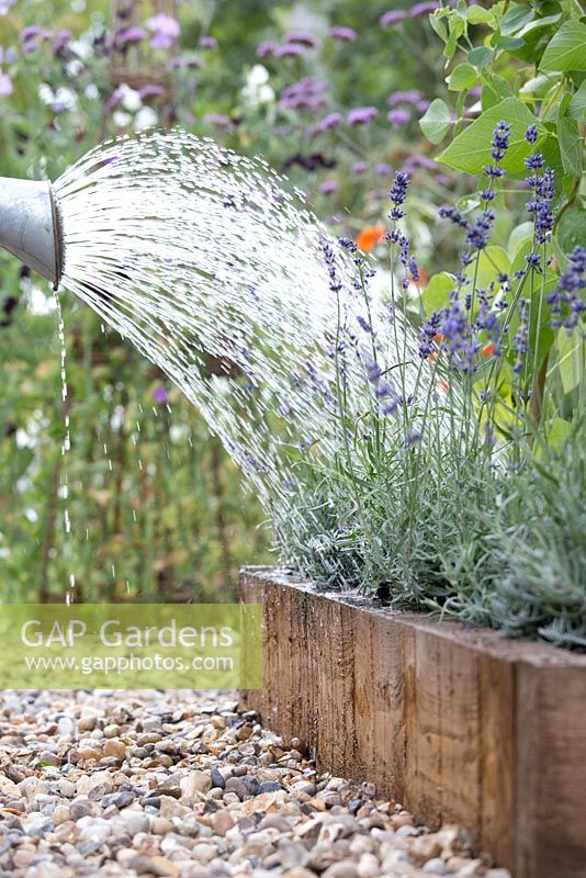 Step by step for planting lavendar in raised vegetable bed - watering in new plants 