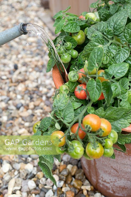 Step by step for growing tomato 'Tumbling Tom Red' in container - watering 