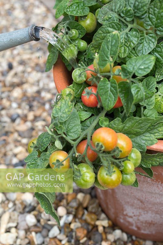 Step by step for growing tomato 'Tumbling Tom Red' in container - watering
