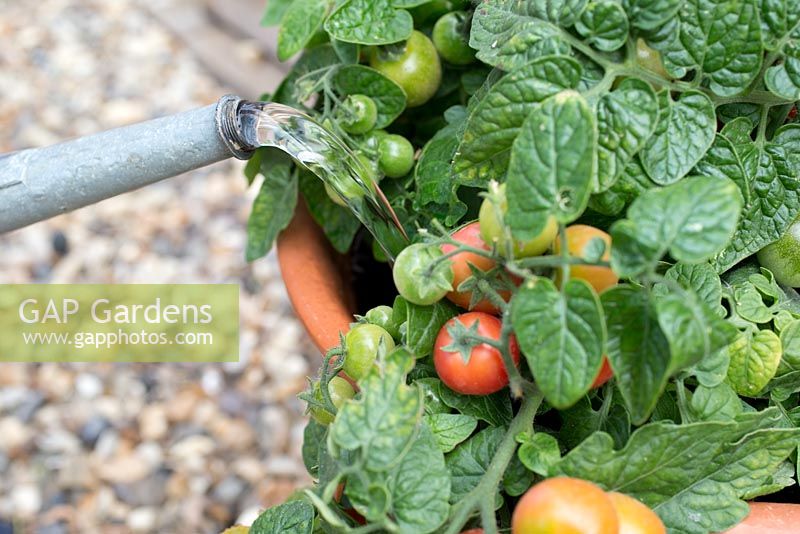 Step by step - growing tomato 'Tumbling Tom Red' in container - watering