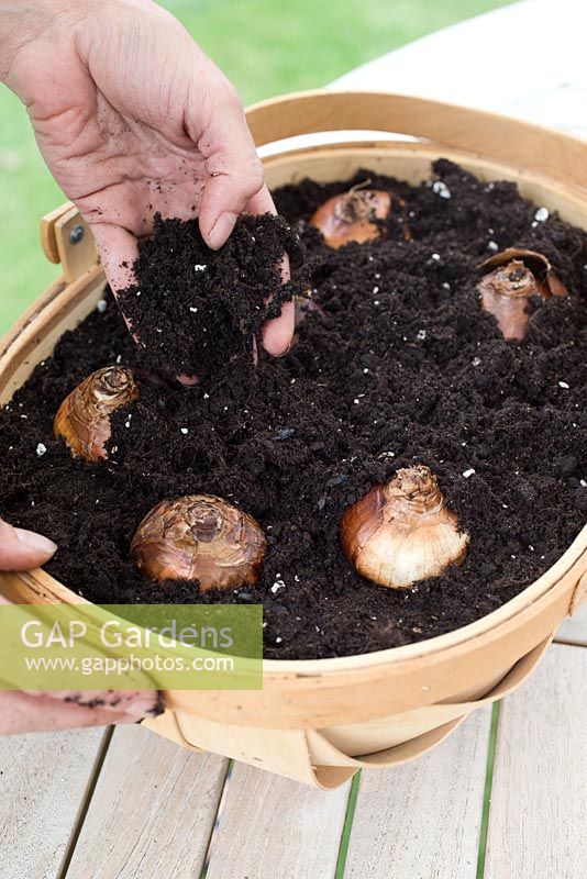 Step by step for planting Narcissus paperwhite grandiflora bulbs in wooden container - covering with compost 