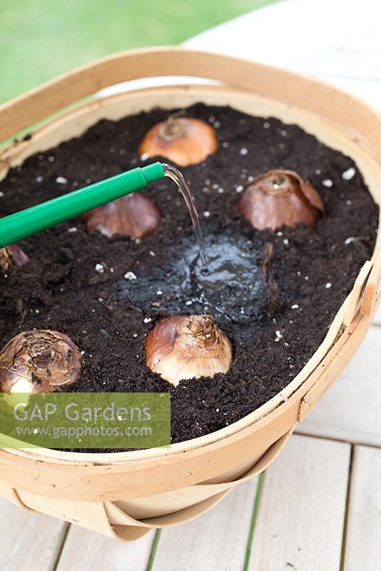 Step by step for planting Narcissus paperwhite grandiflora bulbs in wooden container - watering in 