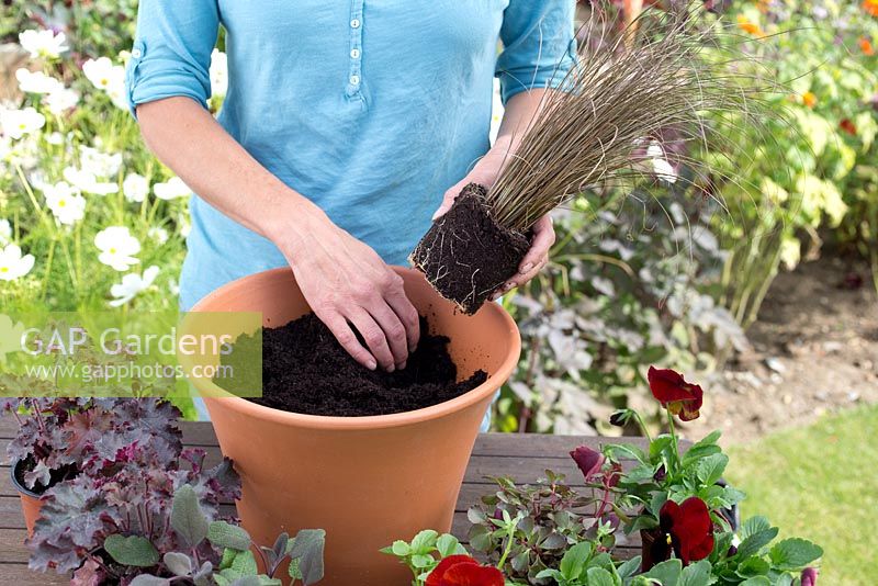 Step by step for planting a colourful container - adding plants one by one 