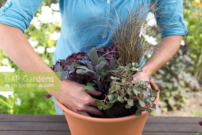Step by step for planting a colourful container - firming compost around plants 