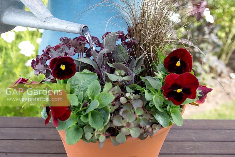 Step by step for planting a colourful container - watering in 
