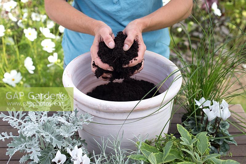 Step by step for planting silver grey themed container - including Cineraria 'silver leaf', Thymus 'Foxley', Helichrysum angustifolium and Salvia officinalis 'Icterina', adding compost to pot