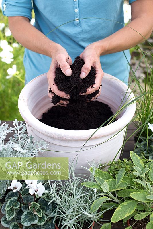 Step by step for planting silver grey themed container - including Cineraria 'silver leaf', Thymus 'Foxley', Helichrysum angustifolium and Salvia officinalis 'Icterina' - adding compost to pot
