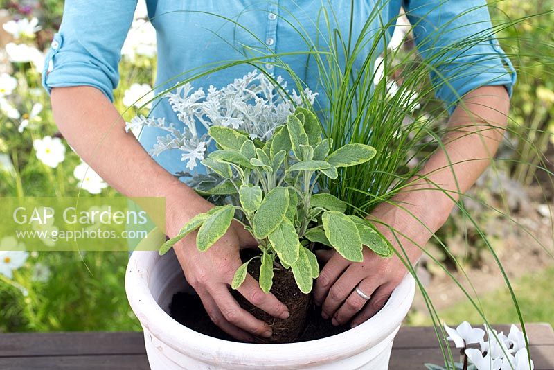 Step by step for planting silver grey themed container - adding plants including Cineraria 'Silver Leaf', Thymus 'Foxley', Helichrysum angustifolium and Salvia officinalis 'Icterina'