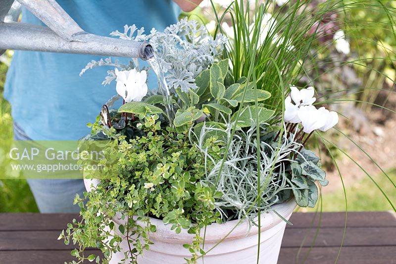 Step by step for planting silver grey themed container - watering newly planted container. Plants include Cineraria 'Silver Leaf', Thymus 'Foxley', Helichrysum angustifolium and Salvia officinalis 'Icterina'