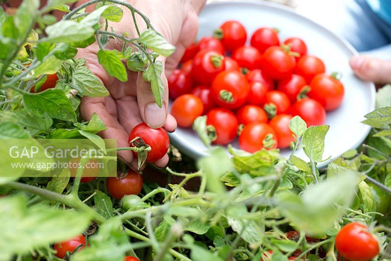 Step by step for growing tomato 'Tumbling Tom Red' -Harvesting