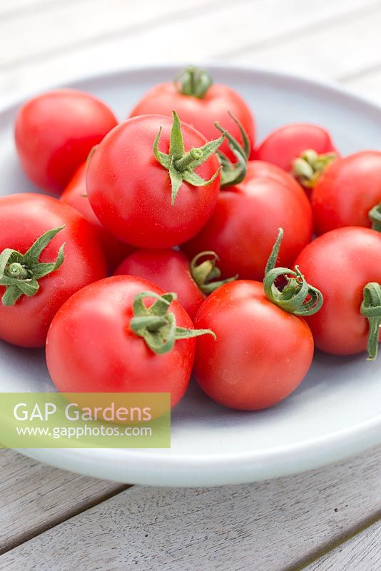 Step by step for growing tomato 'Orkado F1' -Harvested
