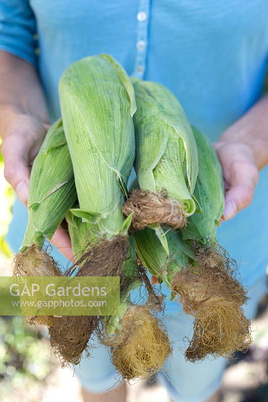 Step by step for growing sweetcorn - harvesting cobs
