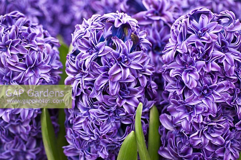Hyacinthus orientalis 'Royal Navy', shortlisted for 'Plant of the Year', RHS Chelsea Flower Show 2012
