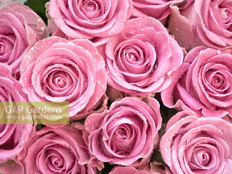 Bouquet of pink florists' roses with water droplets