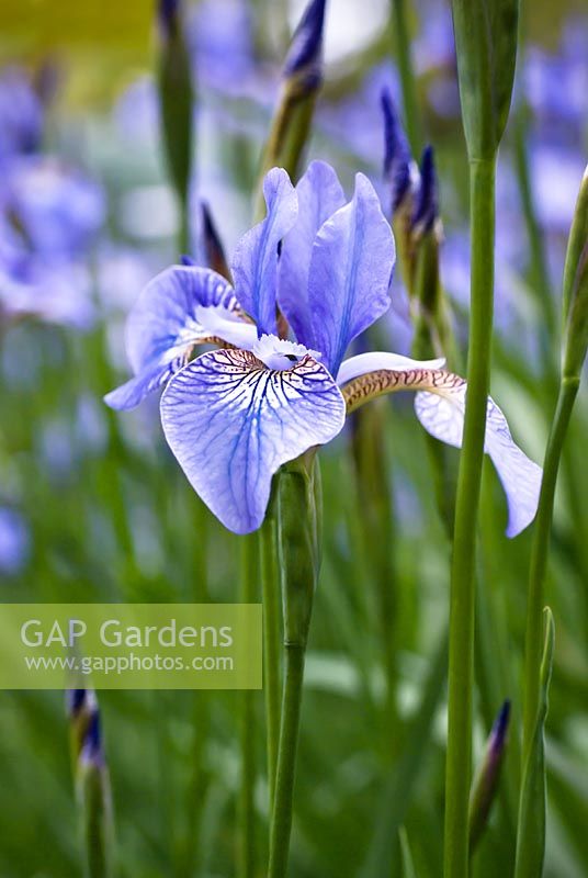 Iris sibirica 'Canonbury Belle'