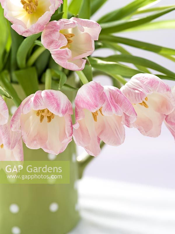 Blush-pink tulips in green spotted jug
