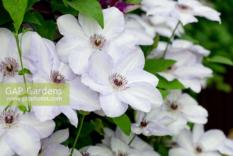 Clematis Ivan Olsso... stock photo by Tommy Tonsberg, Image: 0335665