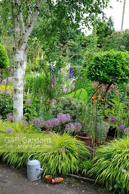 Small garden in summer with cottage garden flowers, grasses, corkscrew bay trees, ornamental alliums and pot grown lillies