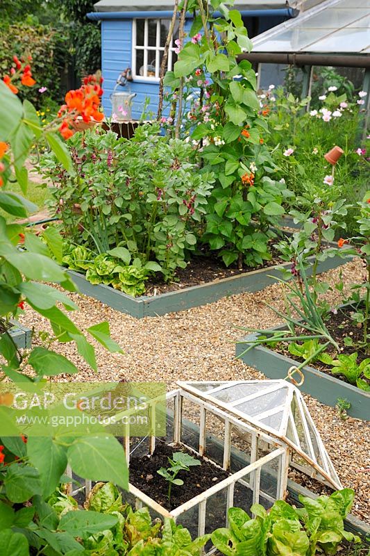 View of small vegetable garden in summer with raised beds of runner beans and victorian lantern cloche in foreground containing ridge cucumber plant