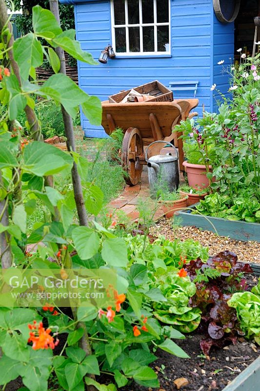 View of small vegetable garden in summer with raised beds, wooden wheelbarrow, blue painted garden shed and watering can