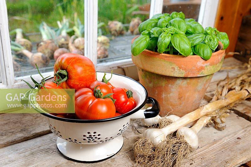 Colander of ripe tomatoes by the potting bench window with garlic and terracotta pot of fresh basil